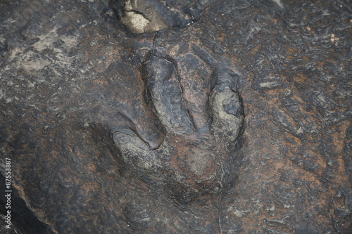 dinosaur footprints photo