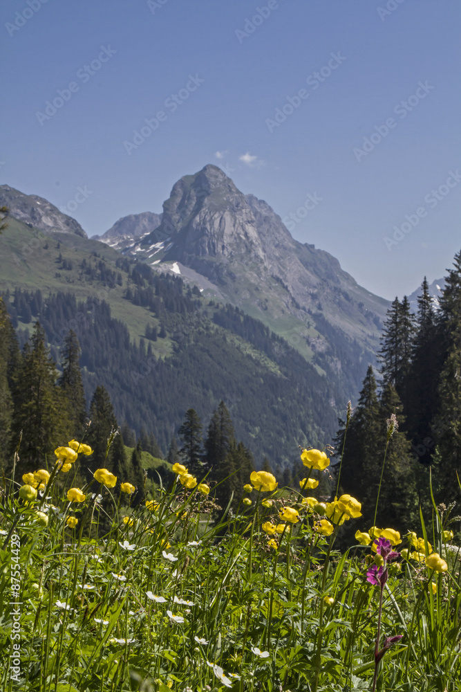 Trollblumen in den Glarner Alpen