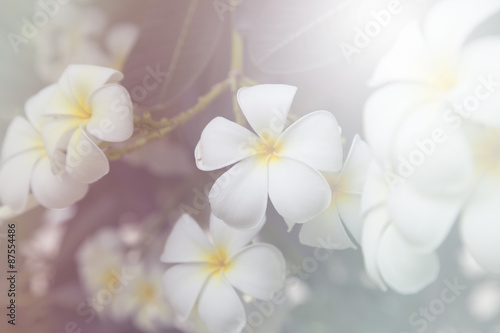 beautiful Flower with soft focus color filtered background