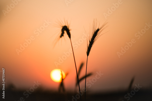 Рассвет в пшеничном поле