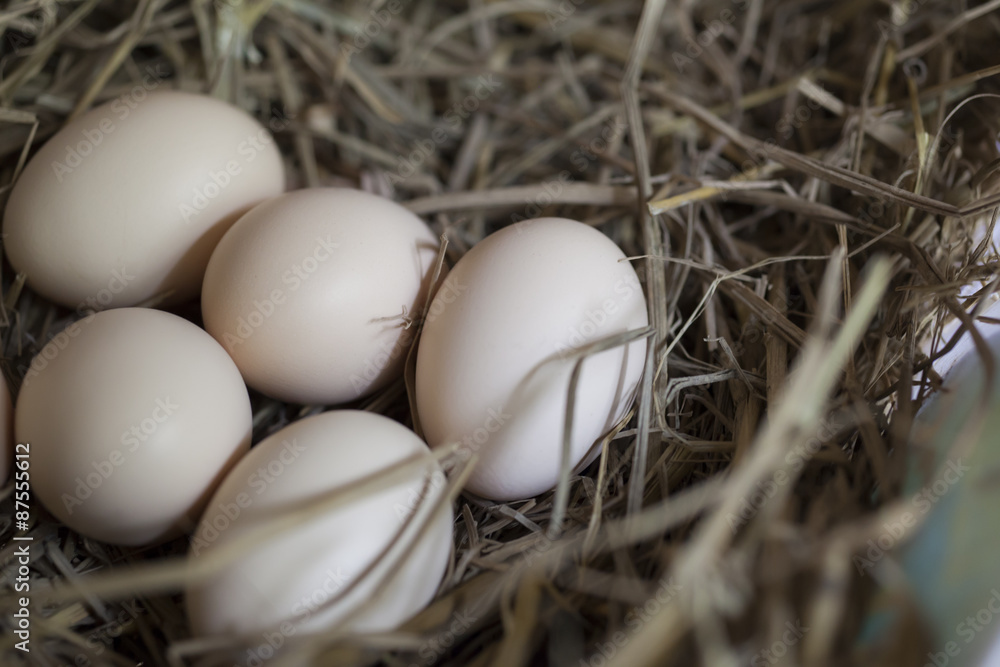 Chicken eggs in the nest