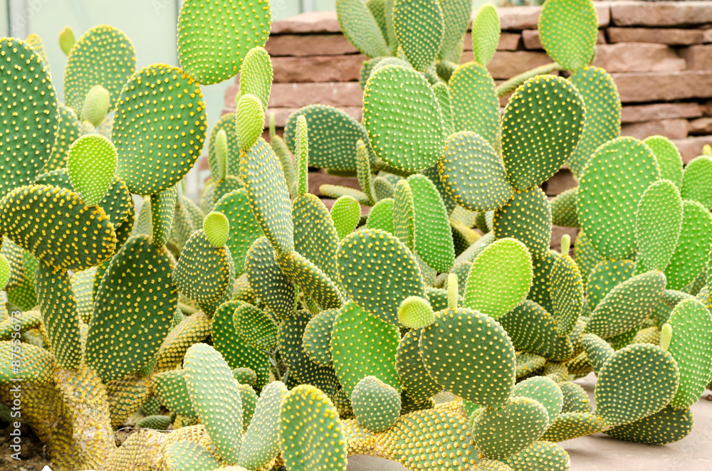 Opuntia rufida cactaceae cactus Opuntia rufida cactaceae cactus