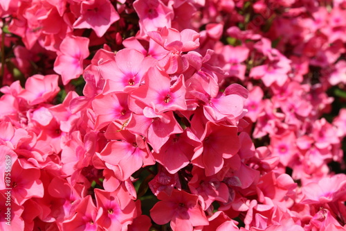 Pink "Garden Phlox" flowers (or Perennial Phlox) in Innsbruck, Austria. Its scientific name is Phlox Paniculata, native to USA and Canada. (See my other flowers)