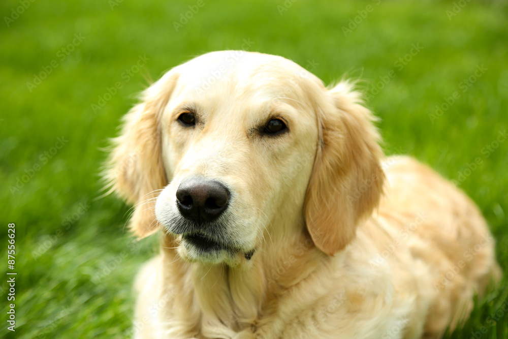 Adorable Labrador lying on green grass, outdoors Adorable Labrador lying on green grass, outdoors