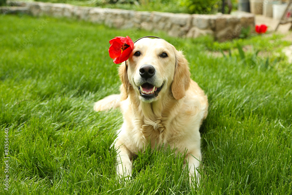 Adorable Labrador lying on green grass, outdoors Adorable Labrador lying on green grass, outdoors