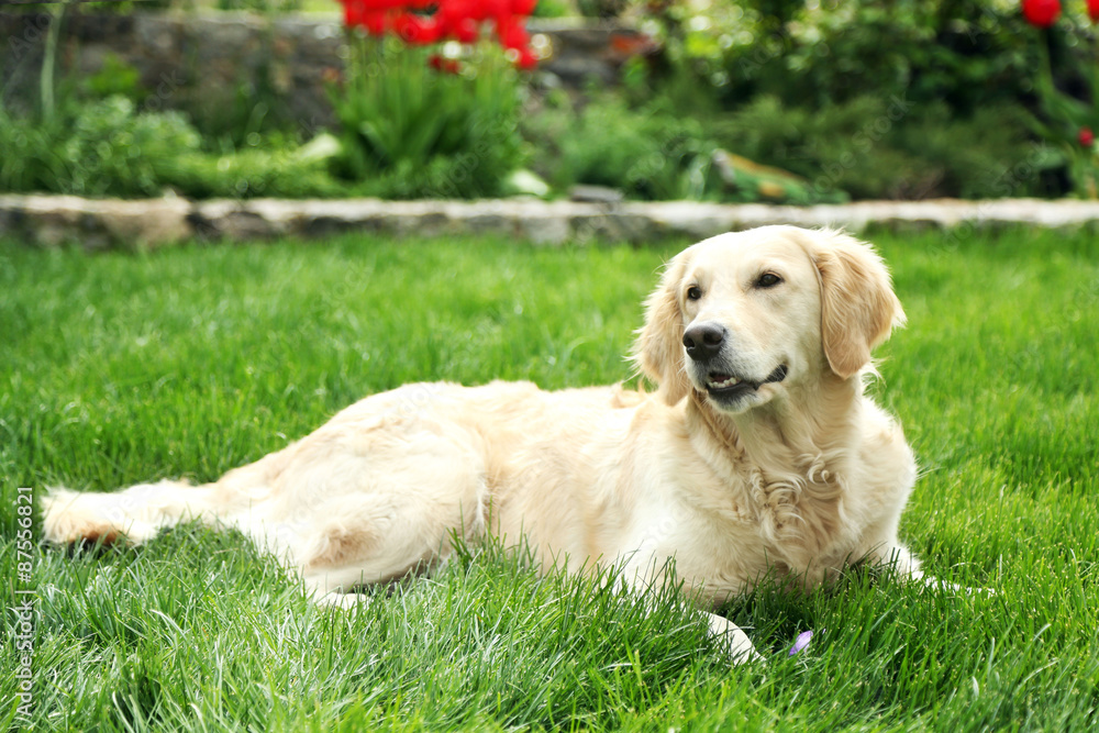 Adorable Labrador lying on green grass, outdoors