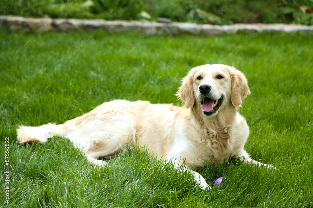 Adorable Labrador lying on green grass, outdoors Adorable Labrador lying on green grass, outdoors