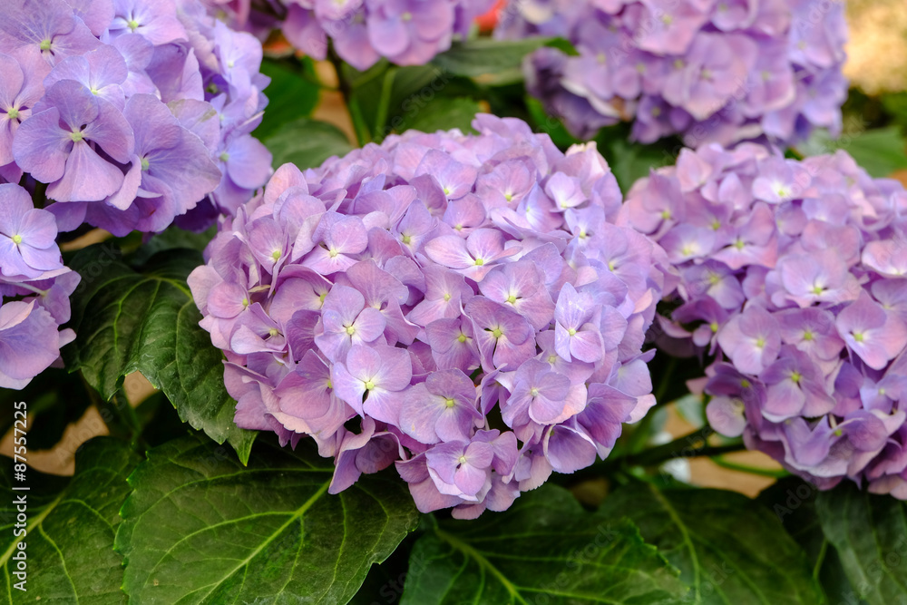 Purple Hydrangea blooming in the garden Purple Hydrangea blooming in the garden