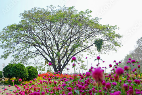 big tree in the flower garden