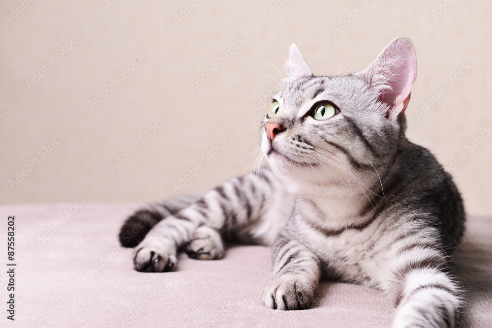 Beautiful cat on beige background