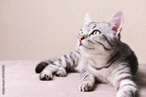 Beautiful cat on beige background