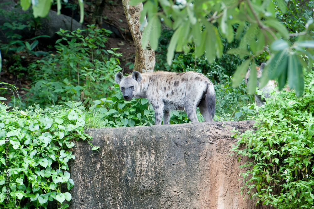 hyena