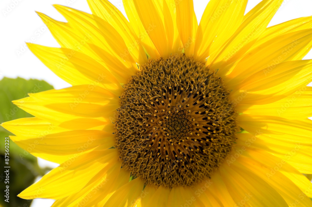 Sunflower flower petals as the sun shines through Sunflower flower petals as the sun shines through
