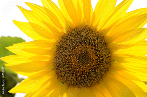  Sunflower flower petals as the sun shines through
