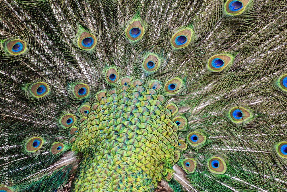 Obraz premium peacock