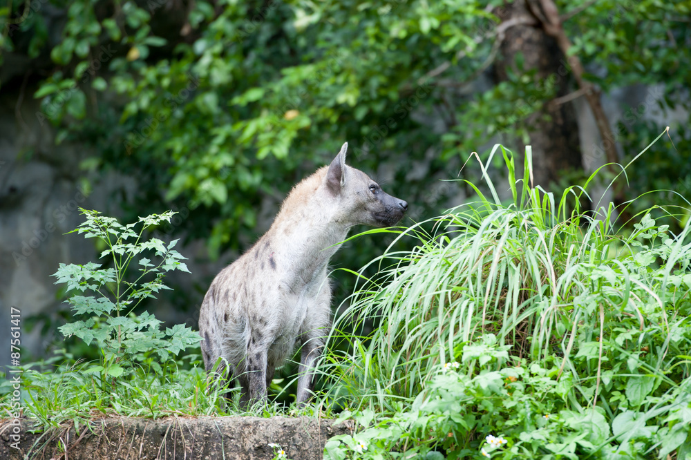 Obraz premium hyena