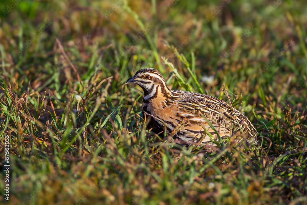 Male Rain Quail (Coturnix coromandelica) in nature Male Rain Quail (Coturnix coromandelica) in nature