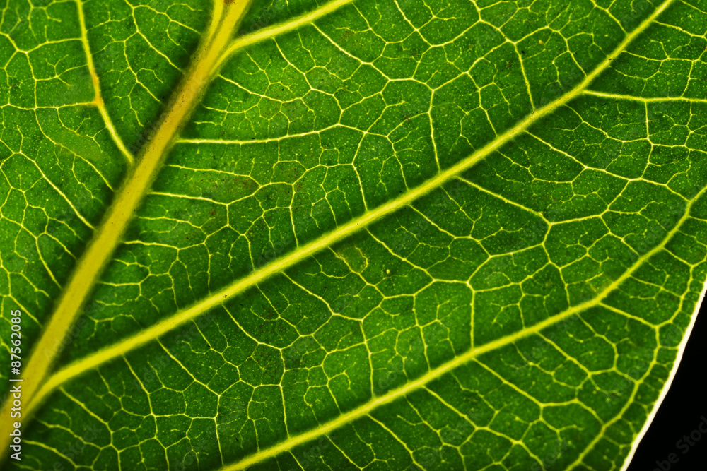 Tree green leaf close up Tree green leaf close up