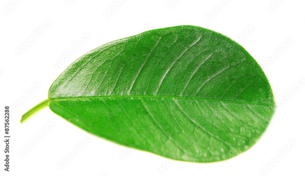 Obraz premium Green leaf isolated on white