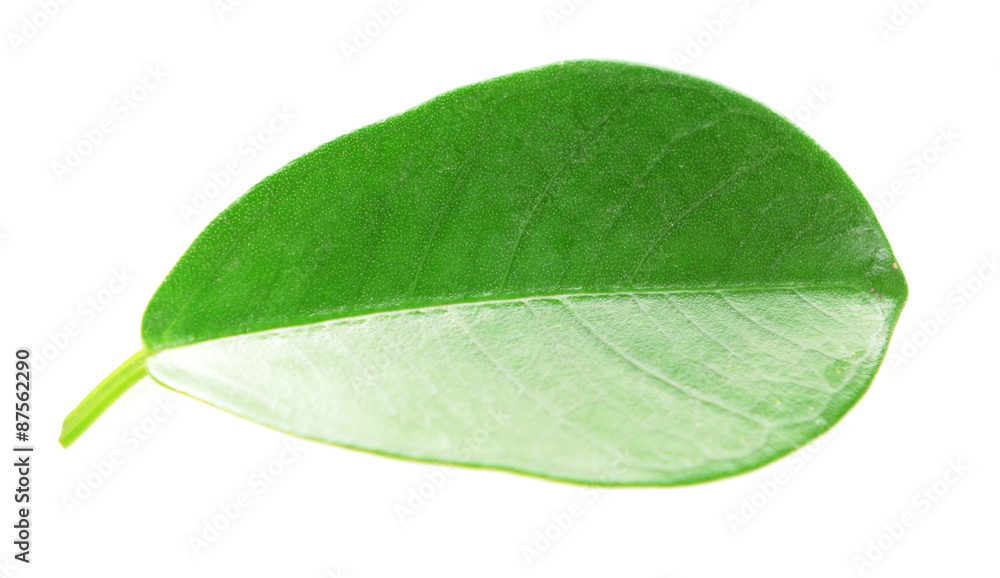 Obraz premium Green leaf isolated on white