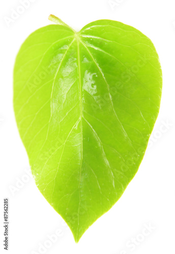 Tree leaf isolated on white