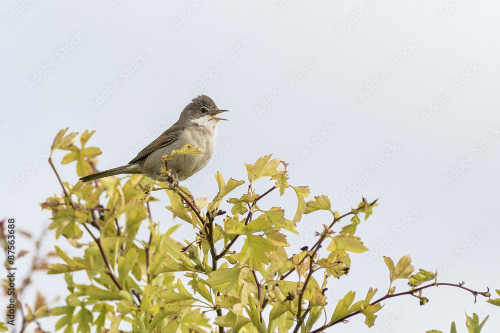 Whitethroat (Sylvia communis) Whitethroat (Sylvia communis)