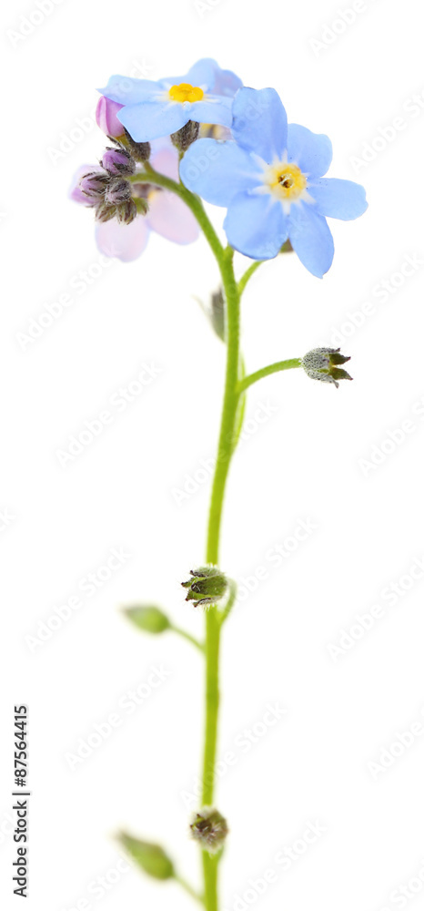 Fototapeta premium Forget-me-nots flowers, isolated on white