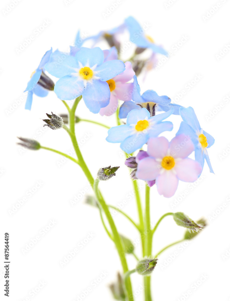Forget-me-nots flowers, isolated on white Forget-me-nots flowers, isolated on white