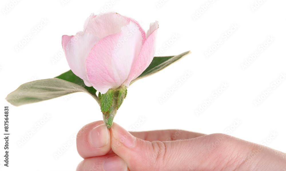 Fototapeta premium Apple blossom with leaf, isolated on white