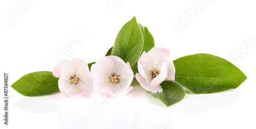 Apple blossom with leaves, isolated on white