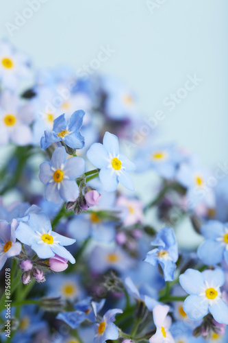 Forget-me-nots flowers on blue background