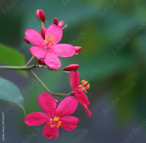 close up Red peregrina, spicy jatropha flowers © yaiimamhirata