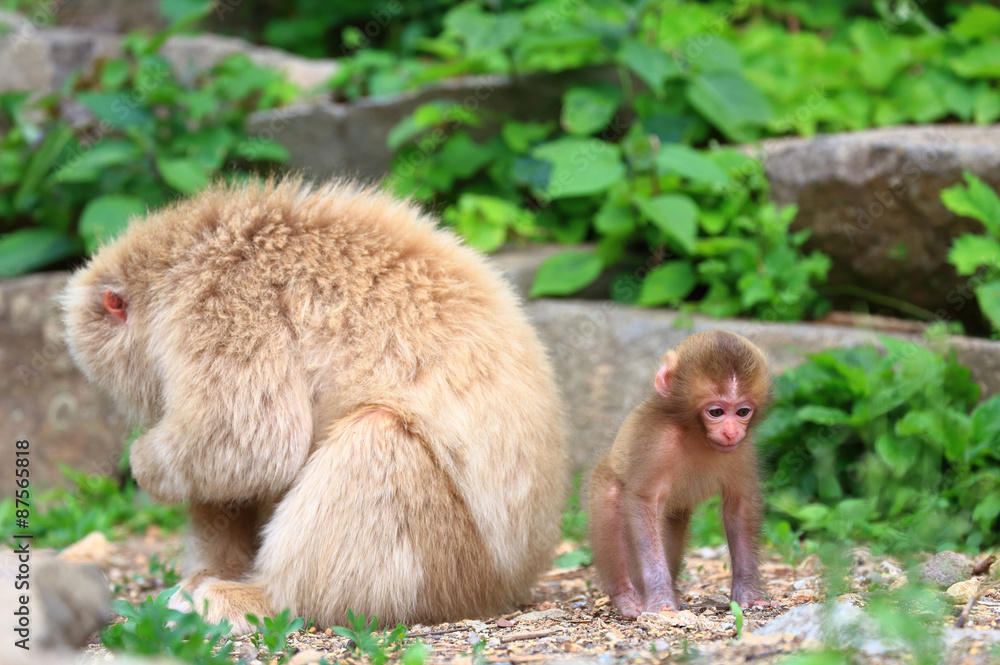 野生の猿の親子 かわいい猿の赤ちゃん Stock 写真 Adobe Stock