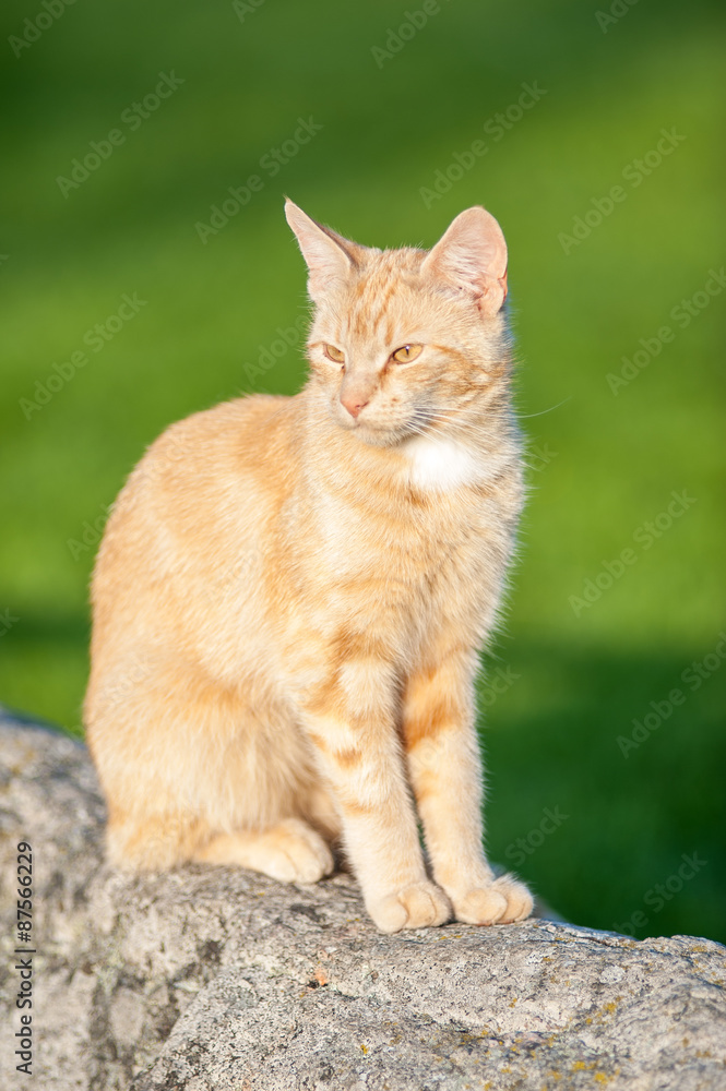 Cat sitting on a rock