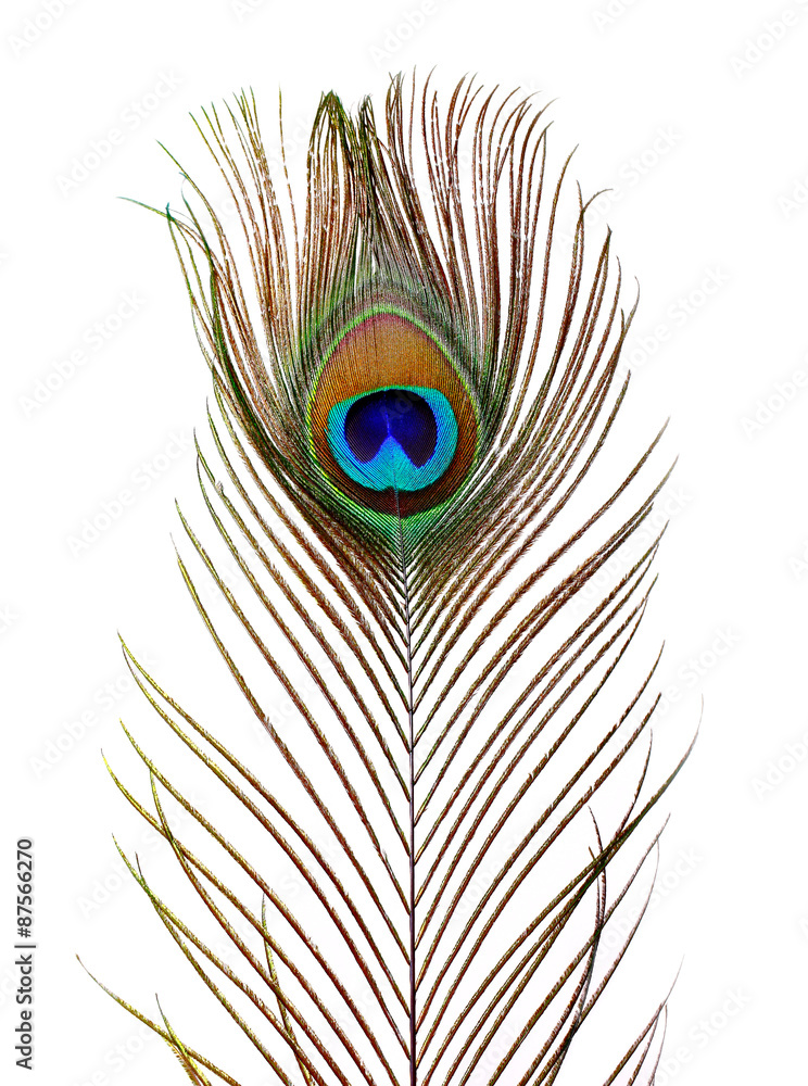 Obraz premium Peacock feathers on white background