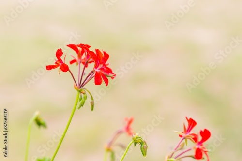 Fototapeta Naklejka Na Ścianę i Meble -  Red pelargonium (geranium) flower, blooming in a garden
