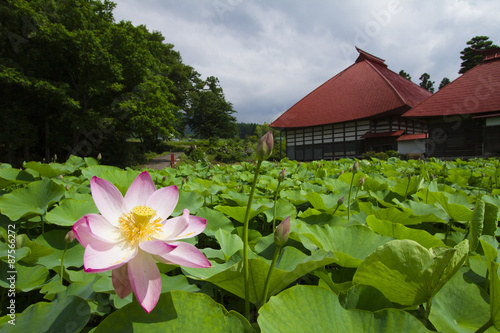 稲泉寺の蓮