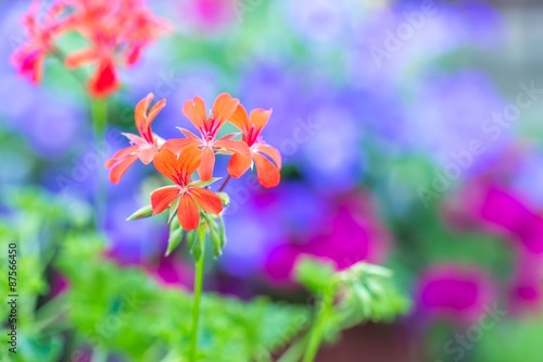 Fototapeta Naklejka Na Ścianę i Meble -  Red pelargonium (geranium) flower, blooming in a garden