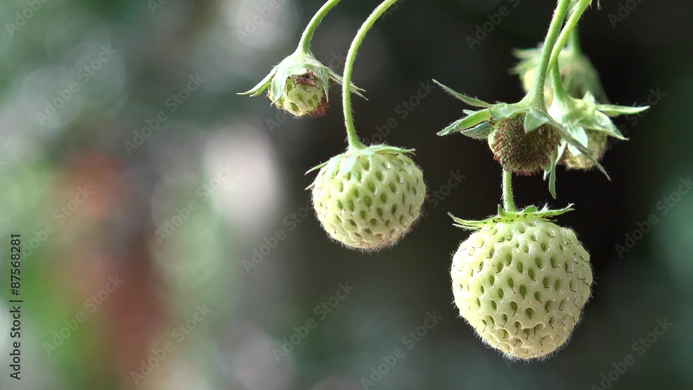 Strawberry fruits hanging on strawberry plant Strawberry fruits hanging on strawberry plant