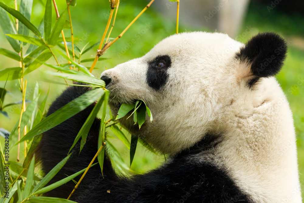 Naklejka premium Panda bear eating bamboo