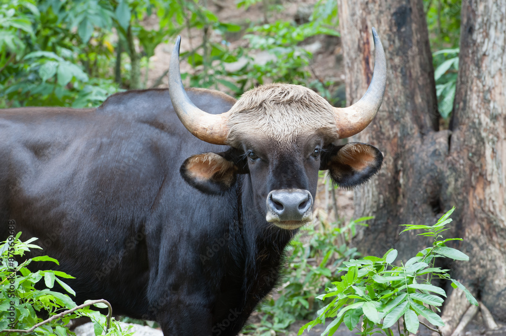 Gaur Gaur