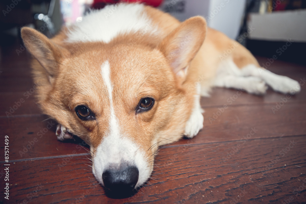 corgi dog corgi dog
