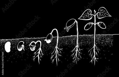 Bean seed germination isolated on black