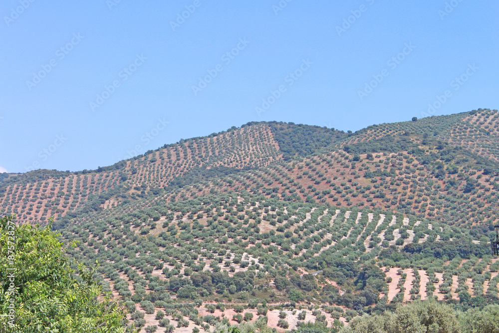 Espagne champ d'oliviers