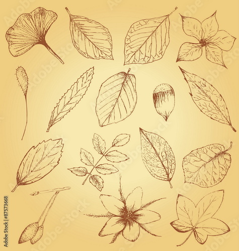 Collection of hand drawn plants  leaves