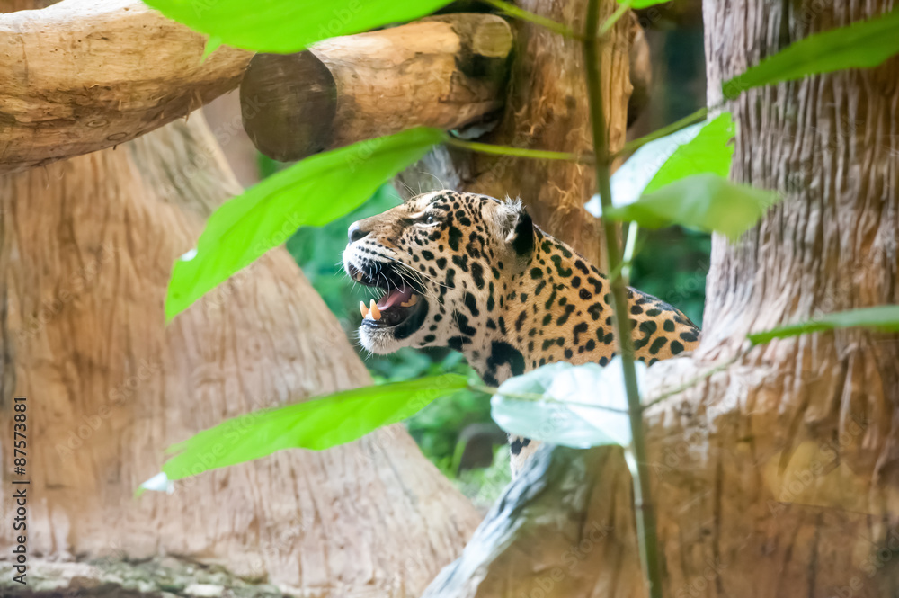 Obraz premium jaguar