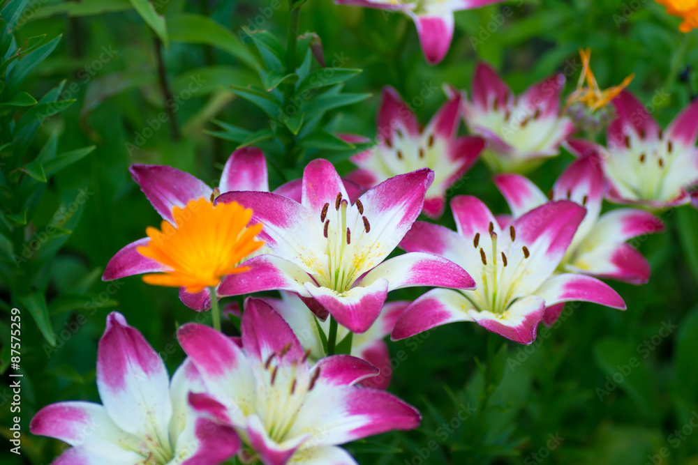 Obraz premium flower