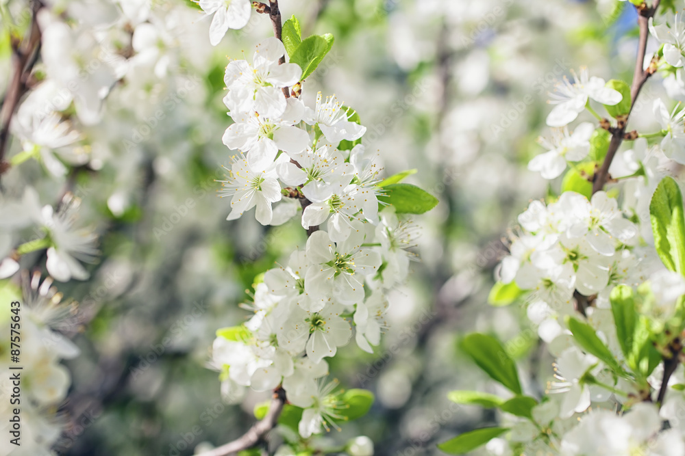 Apple tree branch with flowers Apple tree branch with flowers