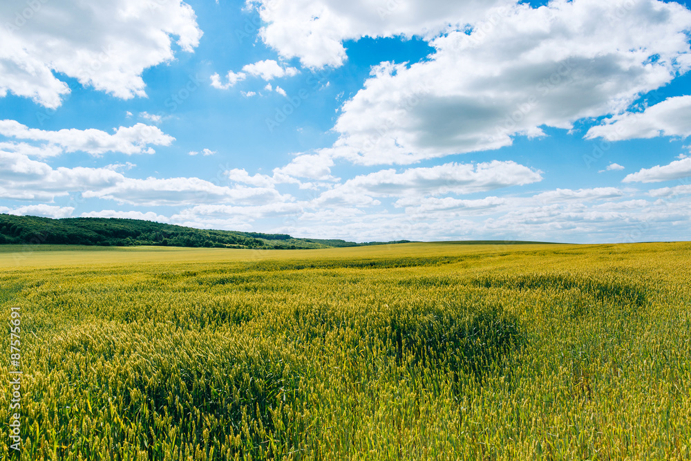 Fototapeta premium Wheat field . green field with ears of wheat in the summer