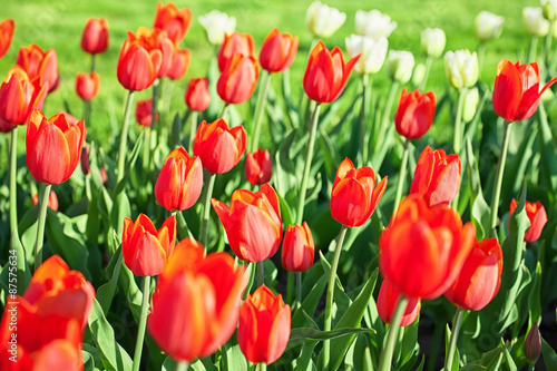 Background with bright red tulips